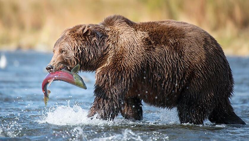 遇到熊如何保命,遇到熊如何自救动画
