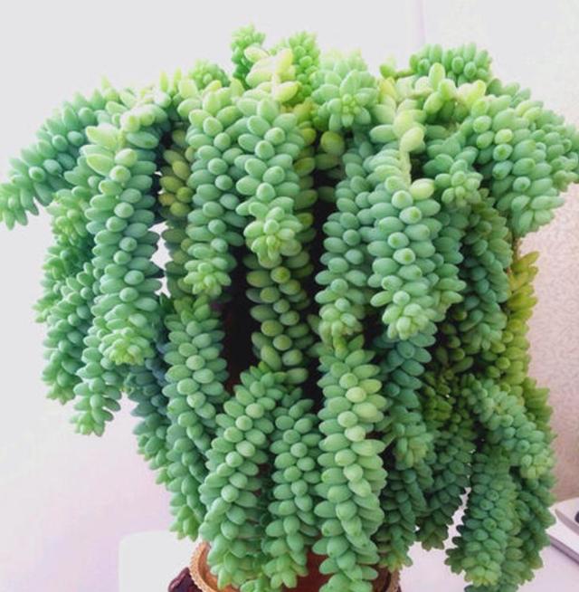 玉缀开花了怎么处理,玉缀叶子变黄掉光怎么办