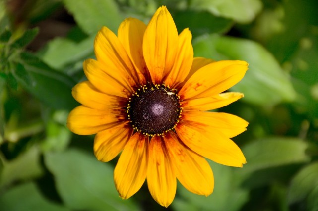 十二星座中谁最容易喜欢上白羊,十二星座复合指南白羊金牛