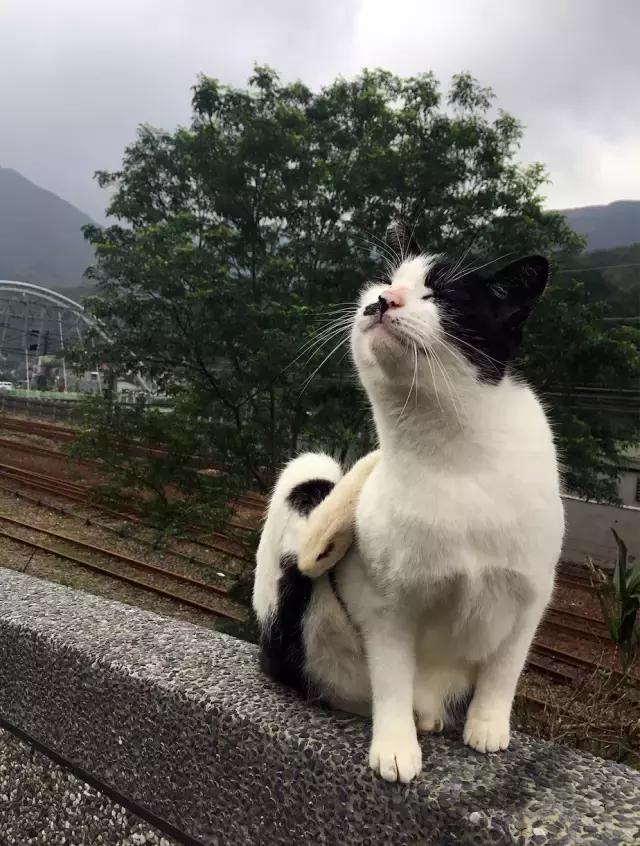 桌游猫街,美好的桌游猫街