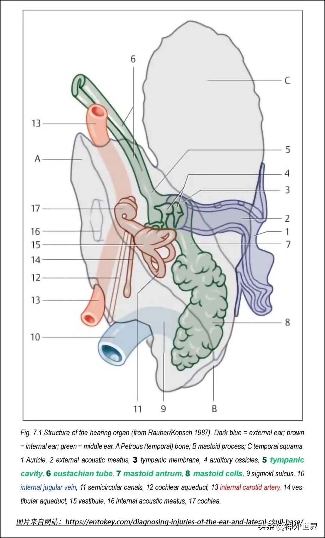 颞骨解剖,颞肌解剖讲解