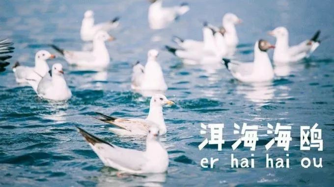 大理丽江泸沽湖三天之旅,云南丽江泸沽湖风花雪月