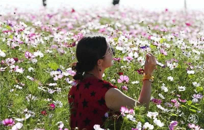 滇池边绝美花海,滇池南岸花海