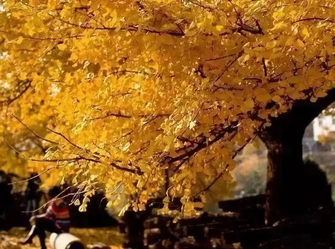 温州银杏哪里最美,温州秋冬的银杏树确实美