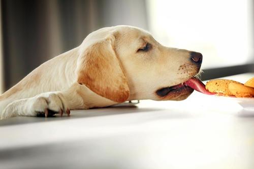 拉布拉多怎么样养最省钱,怎么把拉布拉多养得非常健康