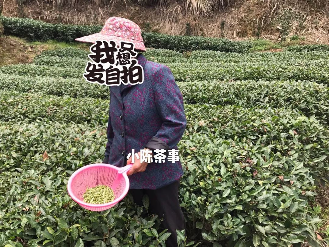 买茶叶怎么确保是新茶 (网上买的新茶能放多久)