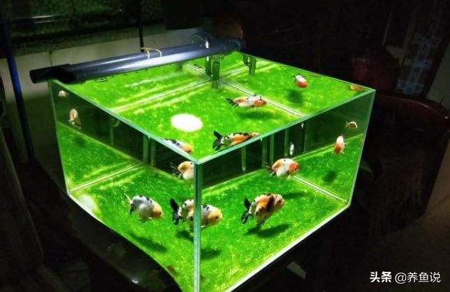 鱼缸中的青苔如何消除,鱼缸青苔处理的最好自然办法