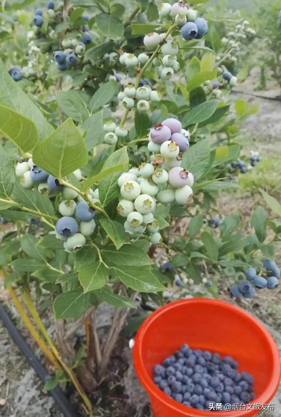 烟台蓝莓采摘园,烟台摘蓝莓的地方