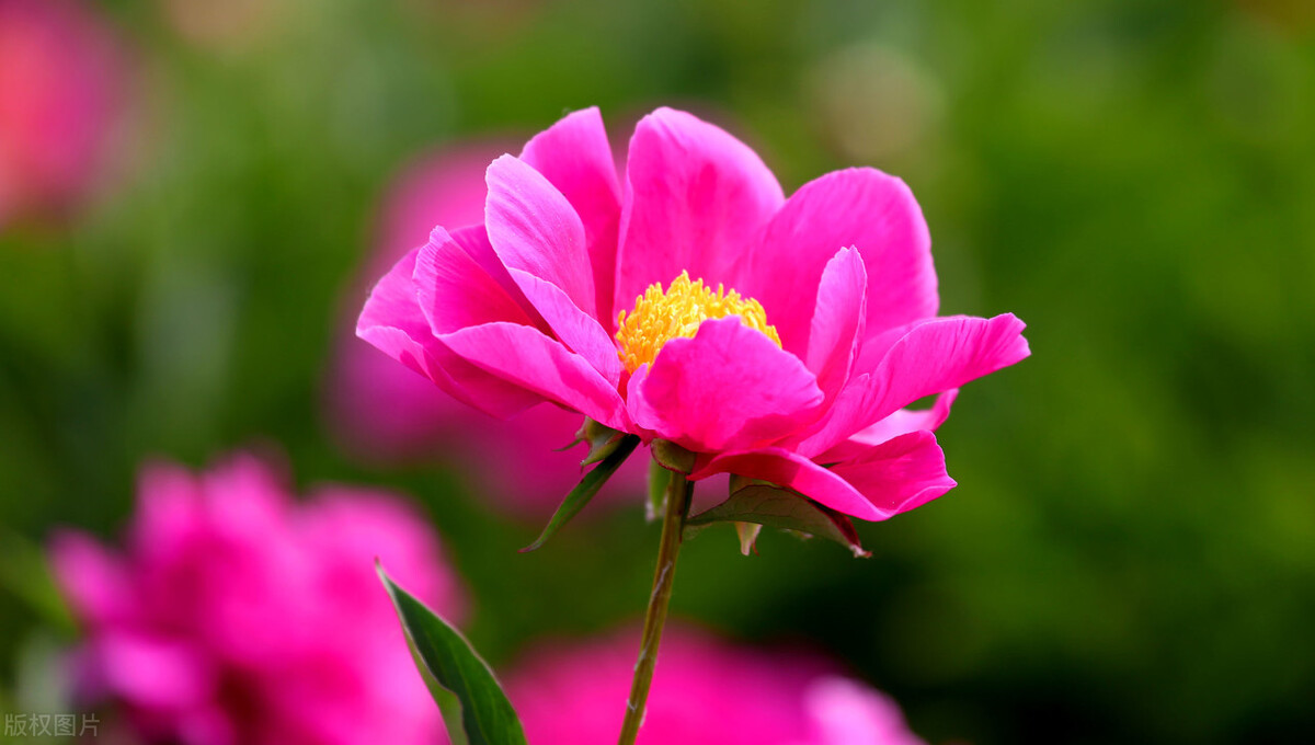 适应在室内养的十种花,天气变凉了花要搬到屋里来吗