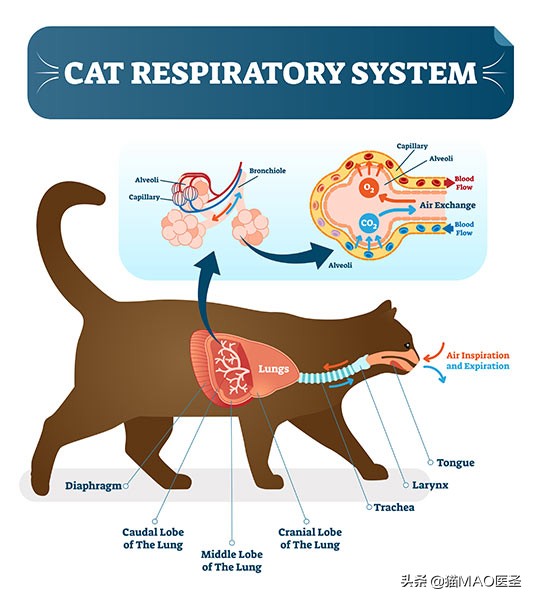 猫呼吸系统有哪些,猫的呼吸系统结构图
