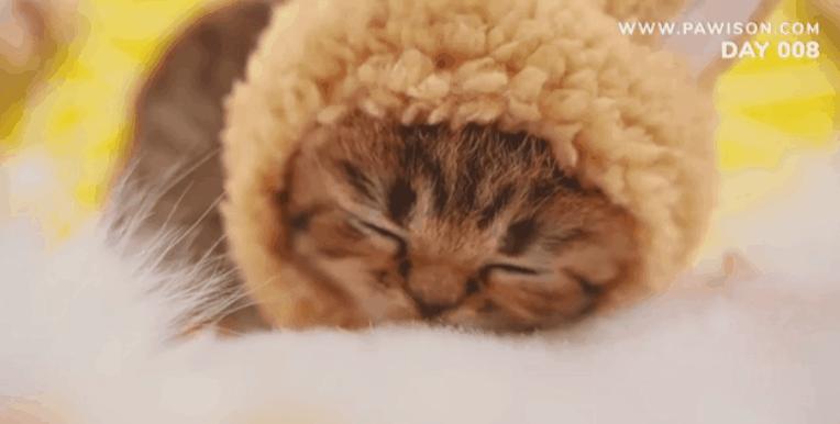 国家一级保护野生猫,国家一级保护哺乳动物名单