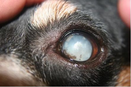 狗狗有眼屎是有疾病吗,狗狗有一只眼睛有脓眼屎什么原因