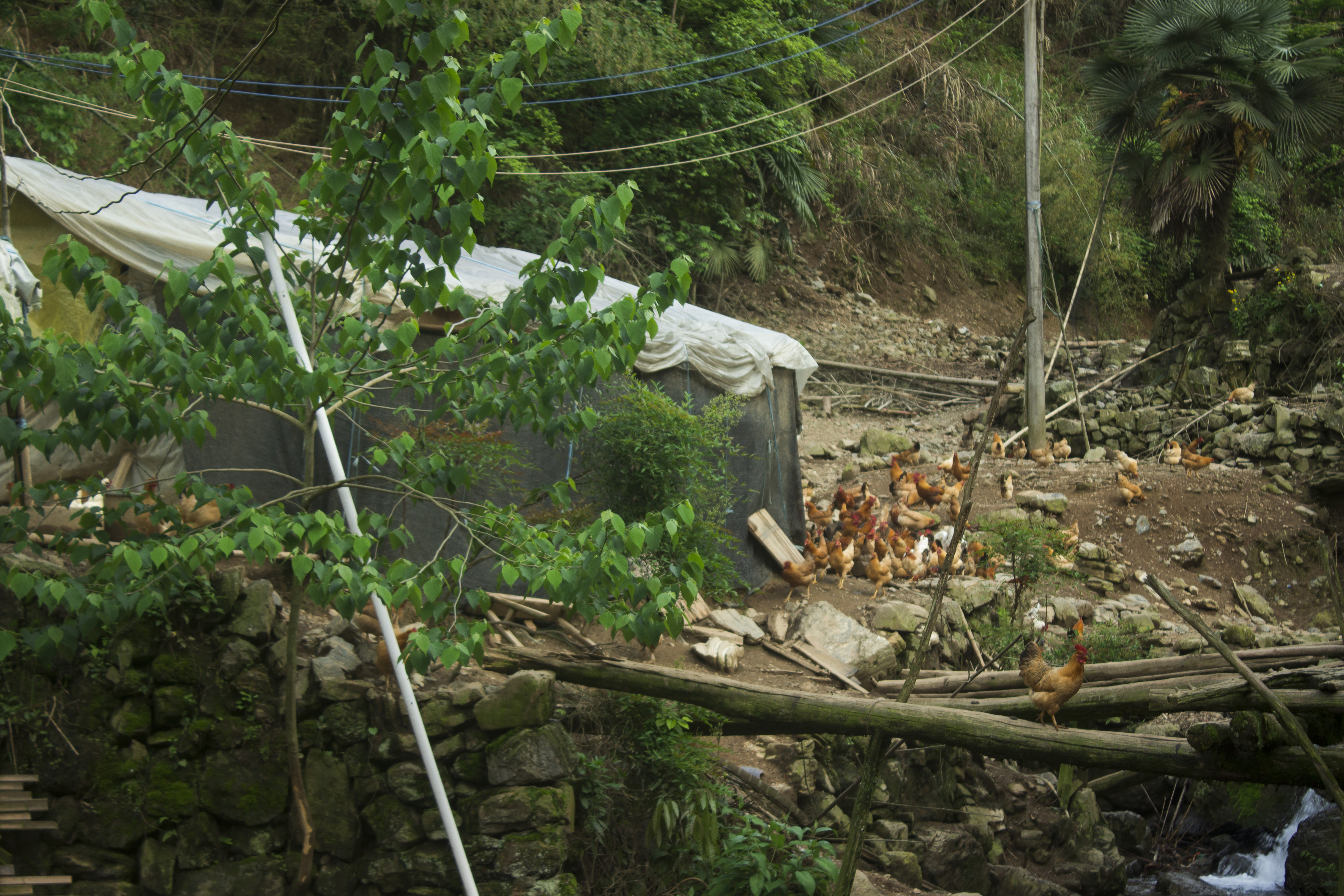 养殖2000只土鸡的成本与利润,养殖土鸡投资知识