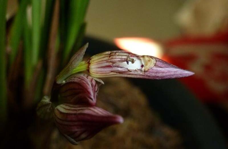 兰花长苞没等开花就花苞枯萎了,网购的兰花花苞枯萎怎么回事