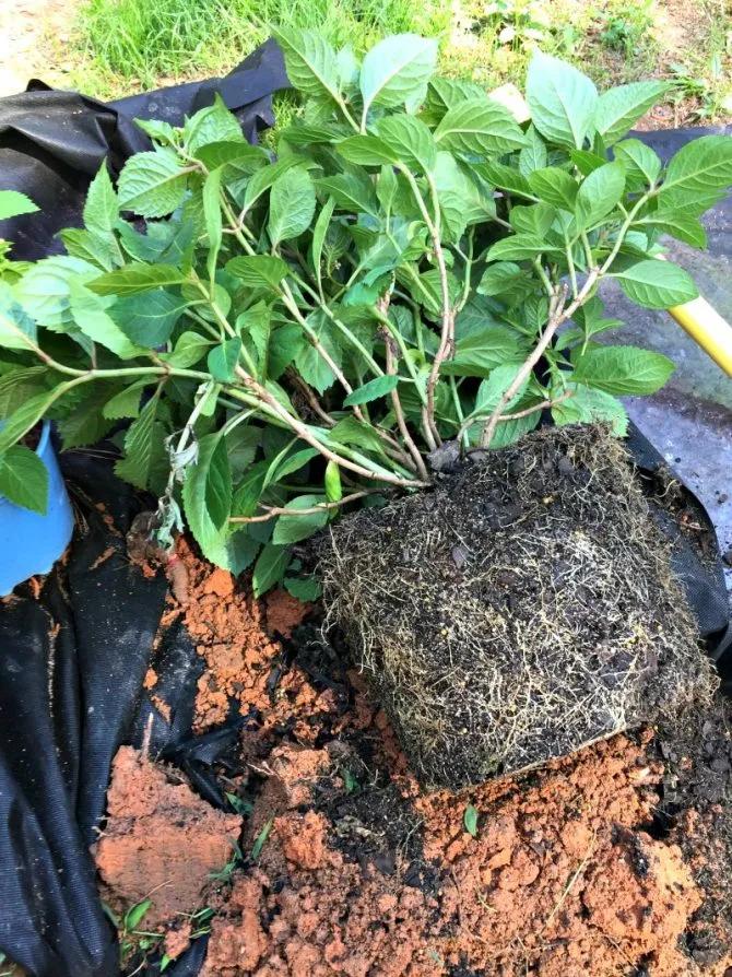 一加仑绣球长几年能长大,绣球扦插苗如何让其快速长大