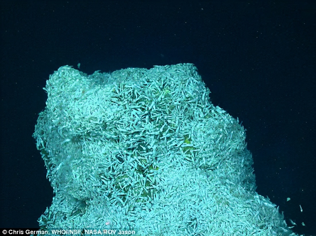 海底400度火山口的虾上岸,生活在海底温度最高的虾