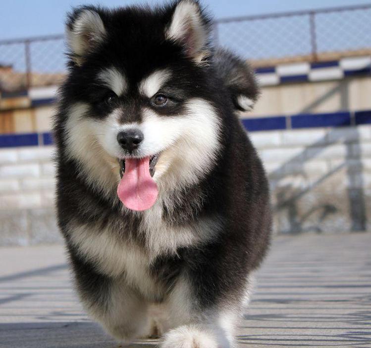 新手养狗阿拉斯加适合吗,阿拉斯加从小到大的饲养方式教程