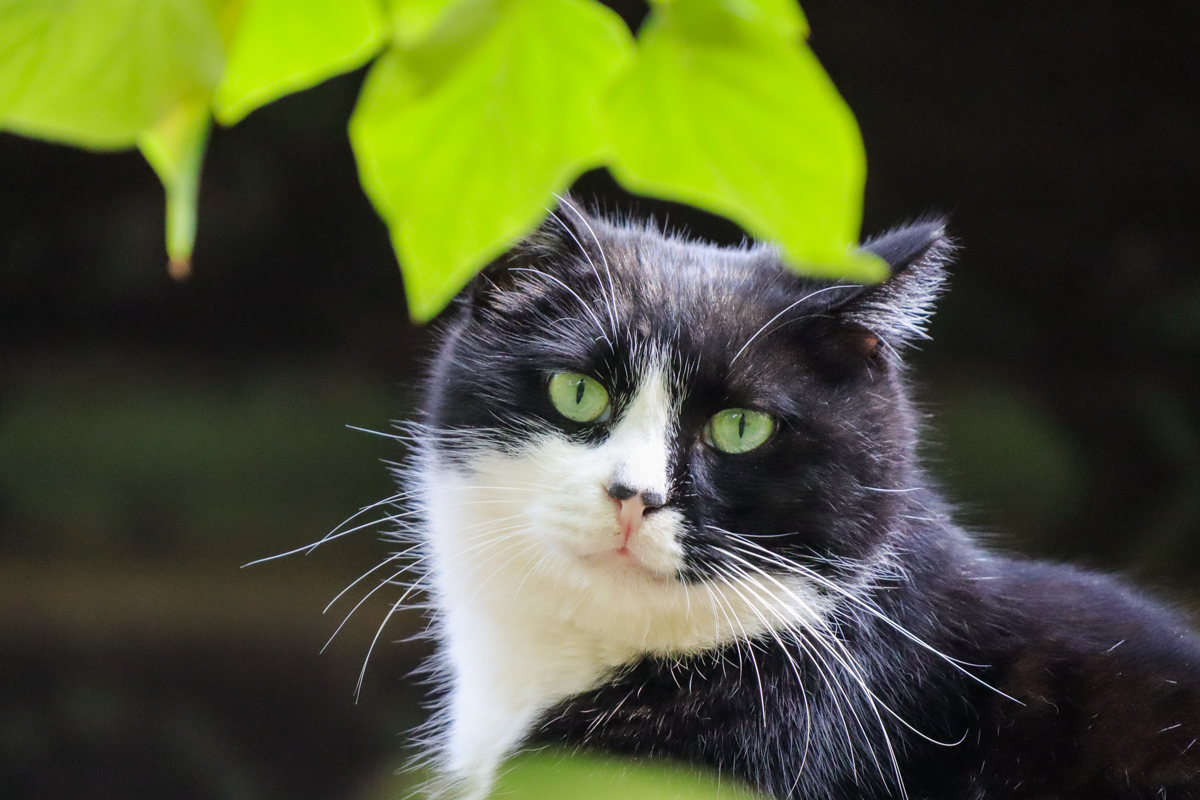 佳能eosm200测评,相机推荐入门佳能eosm200