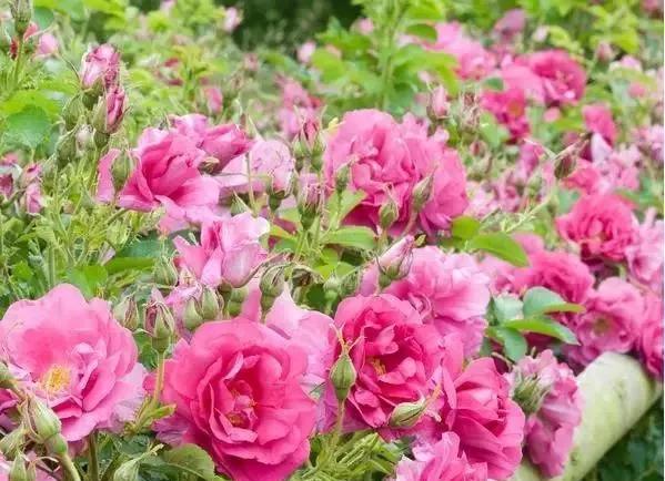 一万年一次的2020520;一起认识100种玫瑰~别送错啊