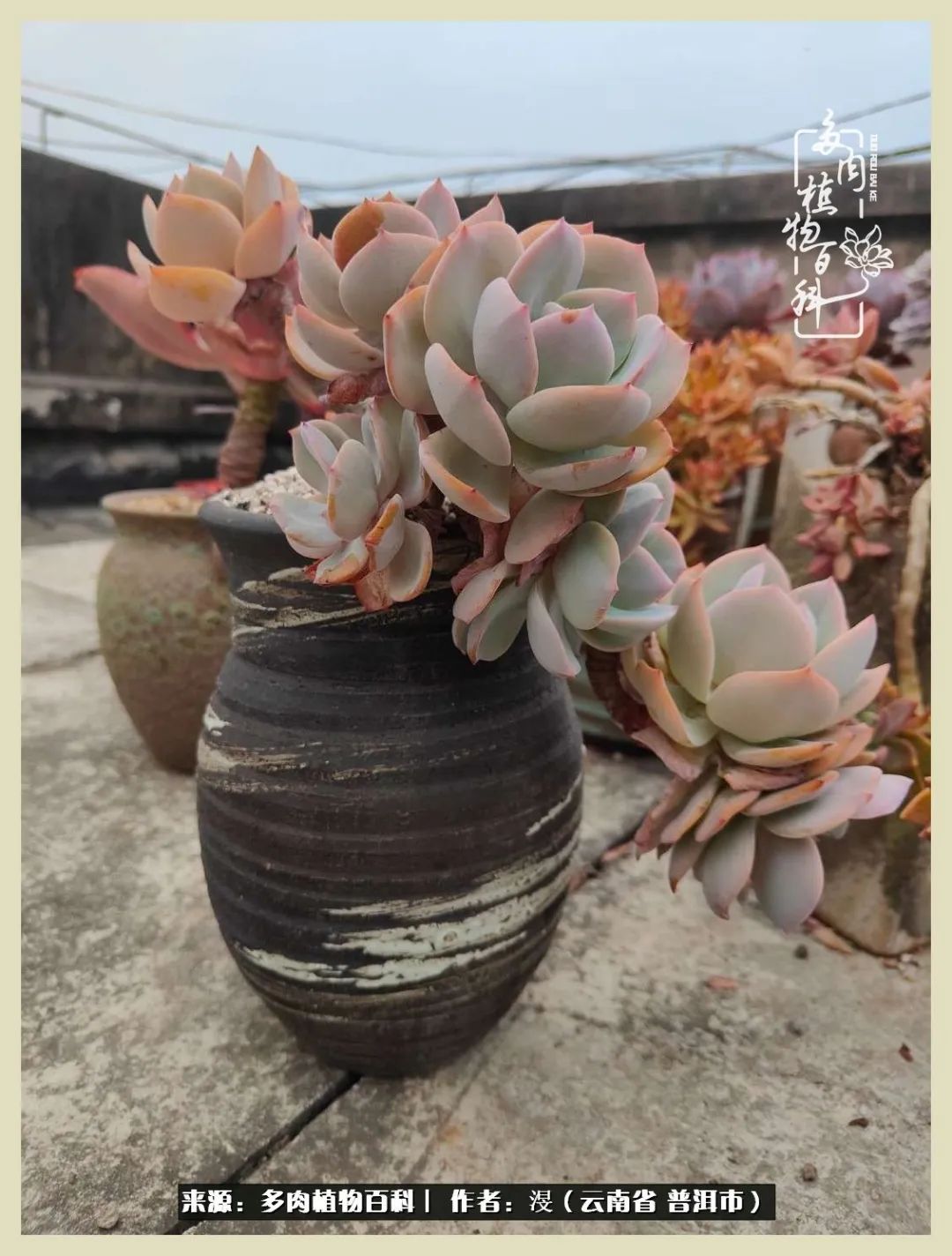 深情不及久伴,厚爱无需多言,择一“爱”,护一生