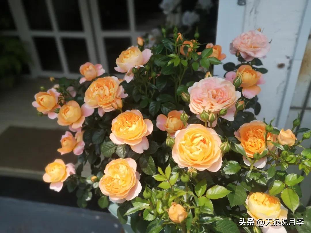 花友家的春花都开爆爆爆了，快来云赏花！（上）