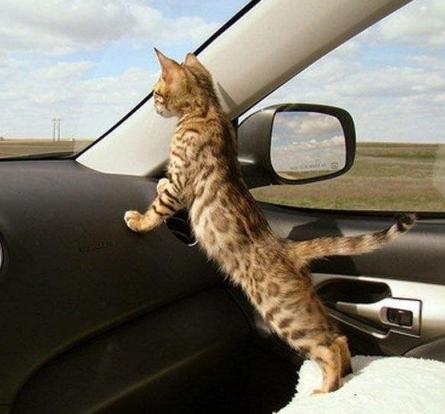 长途开车带猫咪回老家?这3个安全问题,你确定不来学习下?