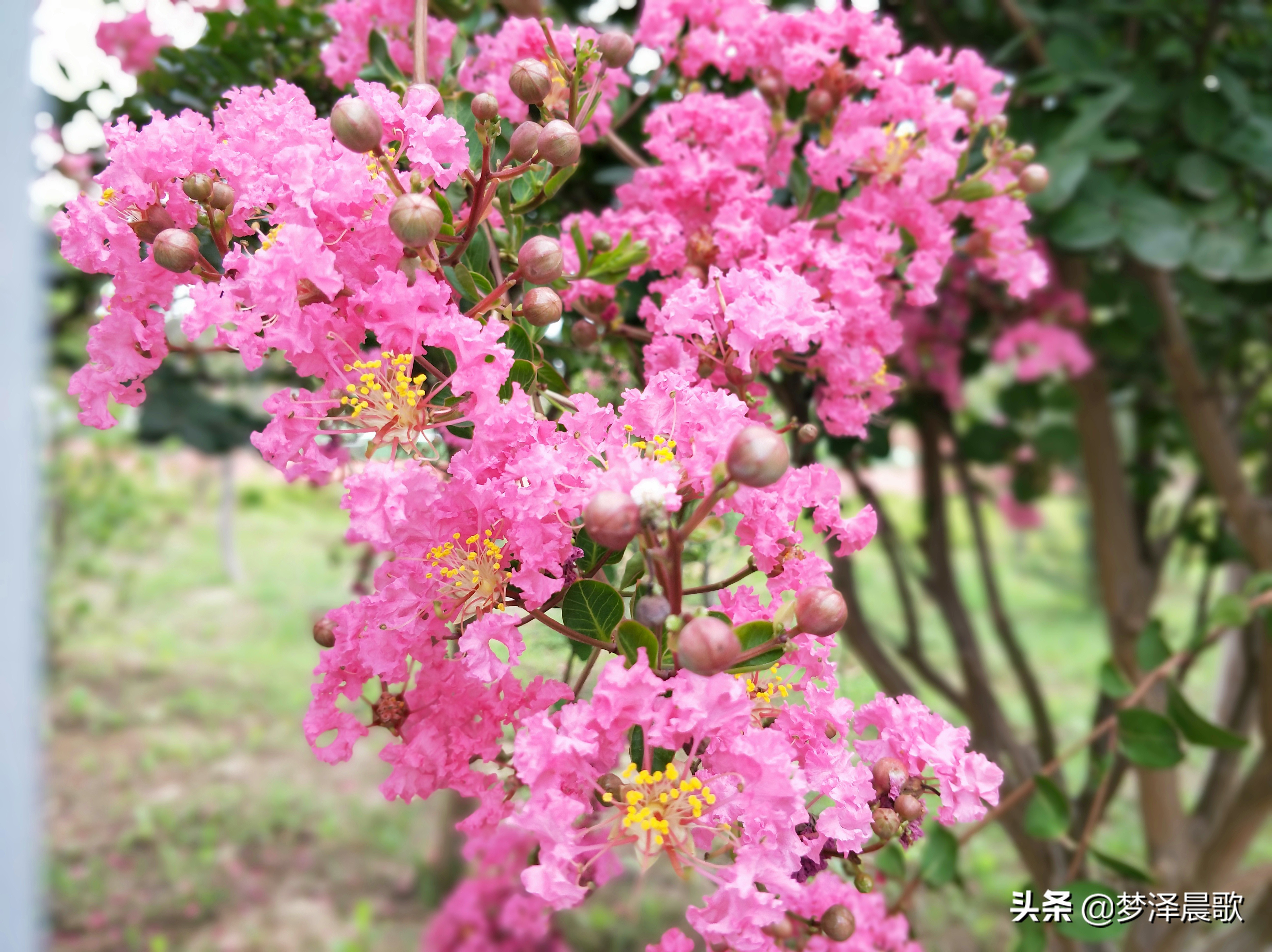 云梦县黄香小学好吗,云梦县黄香小学全貌图