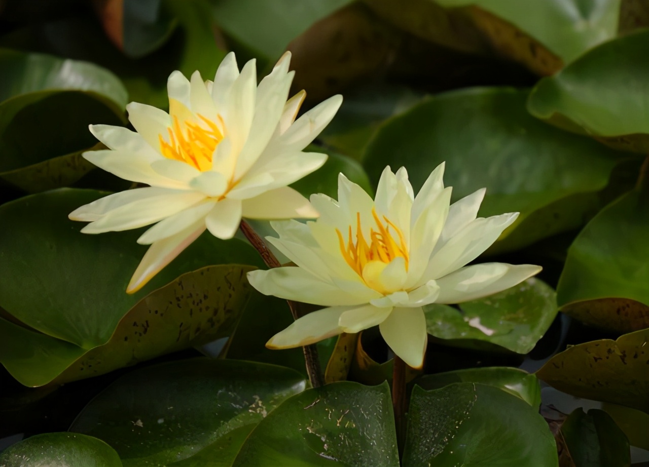 睡莲种植方法和技巧,睡莲种植最佳方法图解