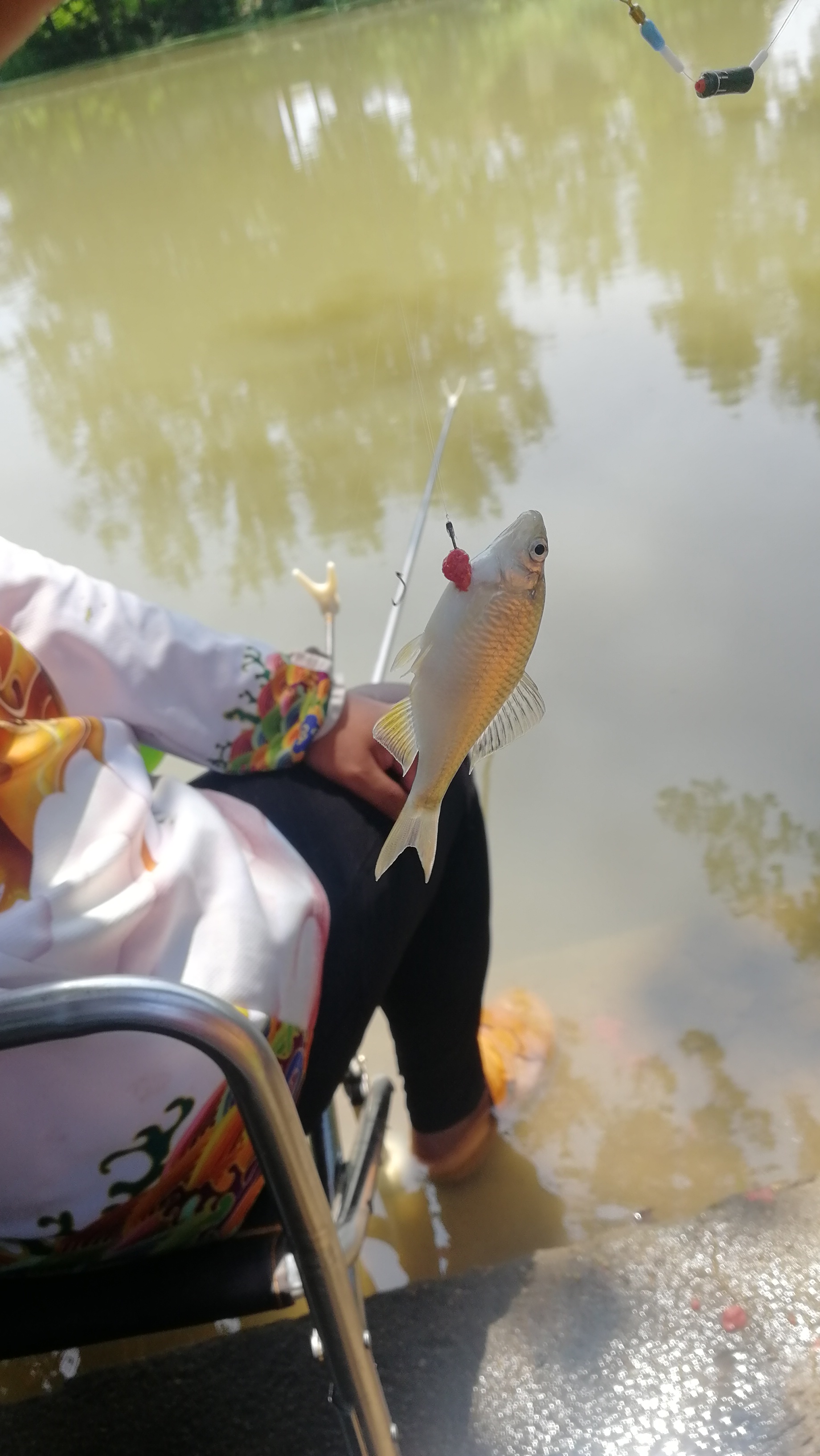 小鱼闹窝特厉害怎么办,小鱼闹窝技巧视频