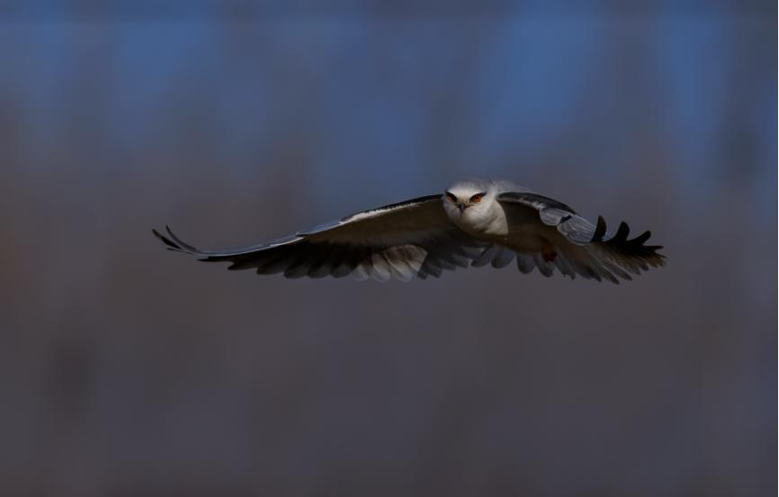 佳能eos鸟眼对焦,佳能拍飞鸟对焦最佳方法