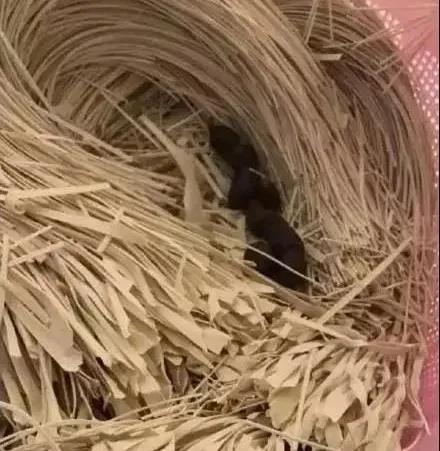 “煮了几天饭后,我在米缸里挖到了猫屎...”