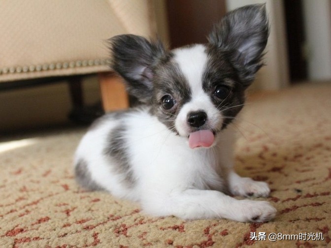 适合家庭养的狗小型犬,适合家庭喂养的小型犬有哪些