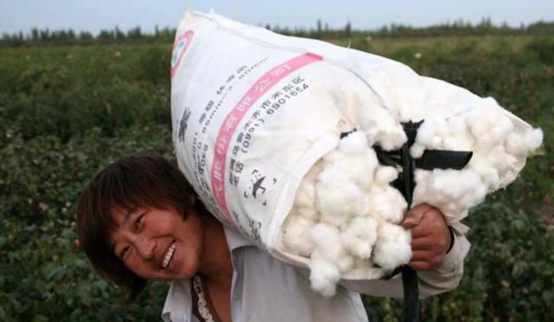 对棉花有种特殊的感情,棉花情感故事