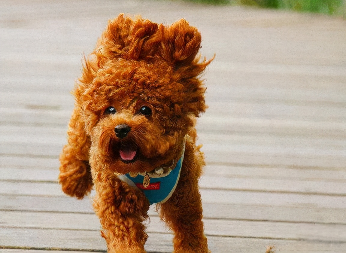 泰迪狗狗能天天吃胡萝卜吗,泰迪幼犬可以每天吃胡萝卜吗