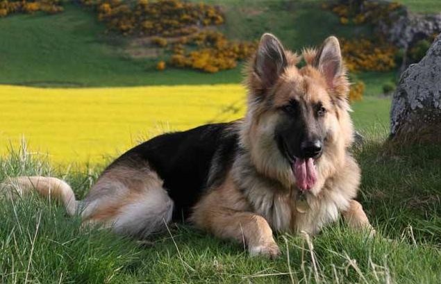 软骨病站立不起来怎么回事,小狗狗髋关节有问题不会站立