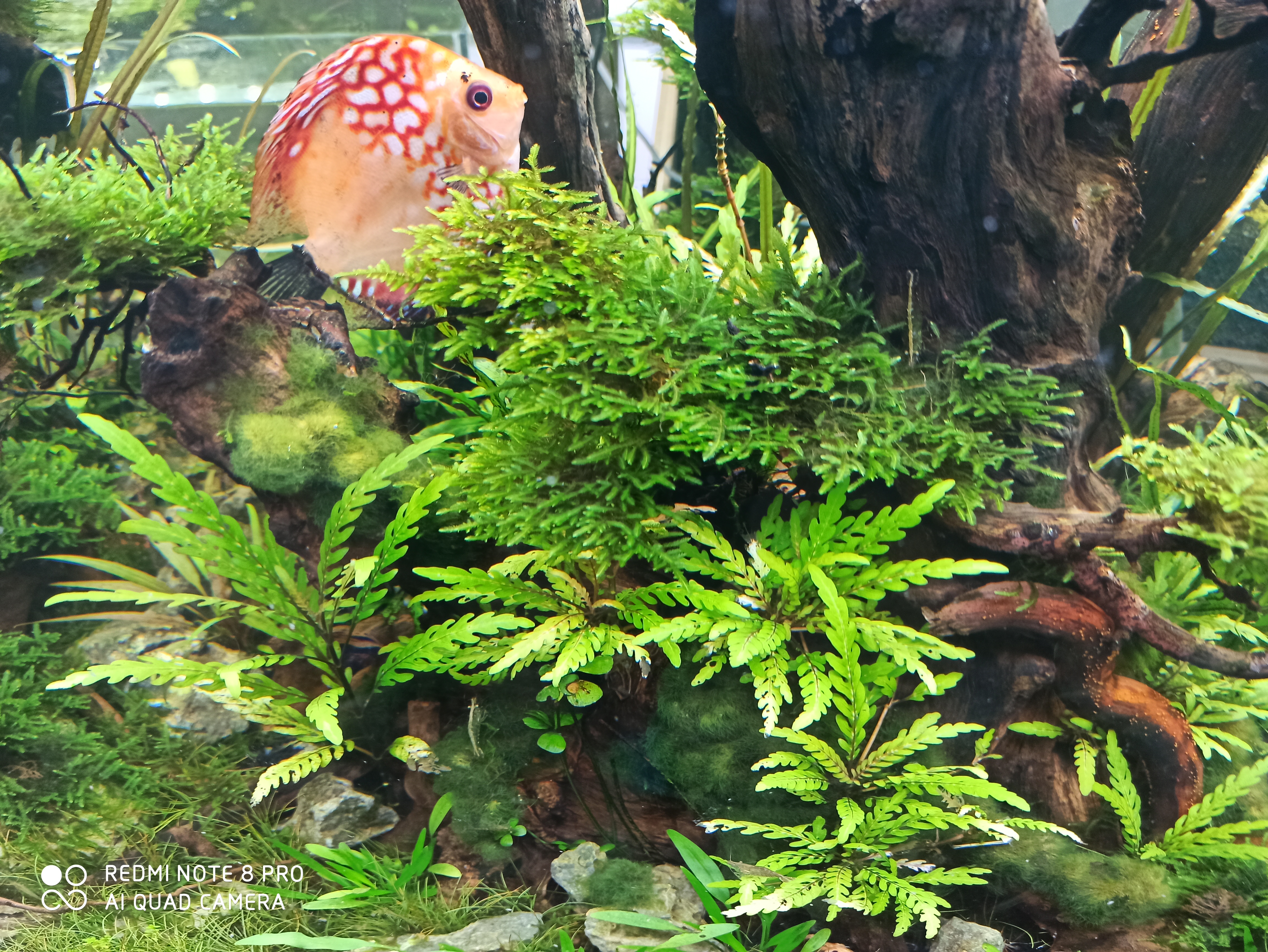 颜色艳丽便宜的热带鱼,热带鱼怎么买呀