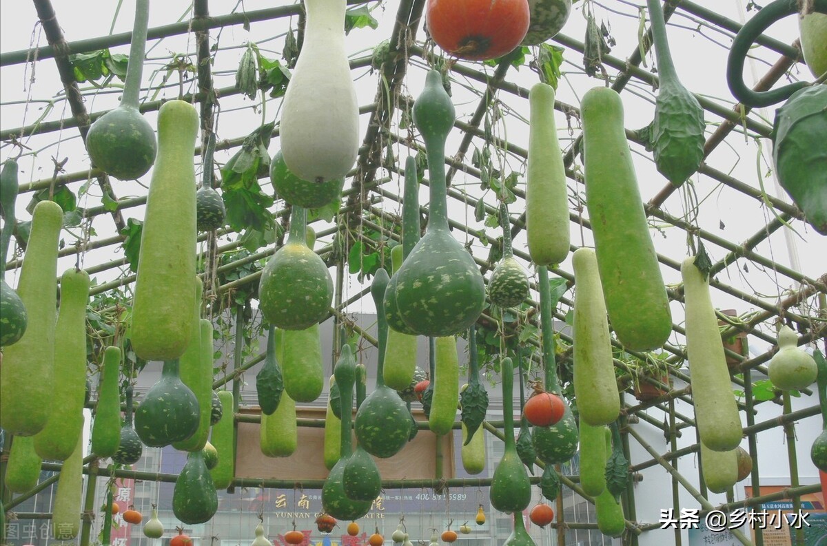 种植的葫芦在家里放几个好,种植葫芦对风水有好处吗