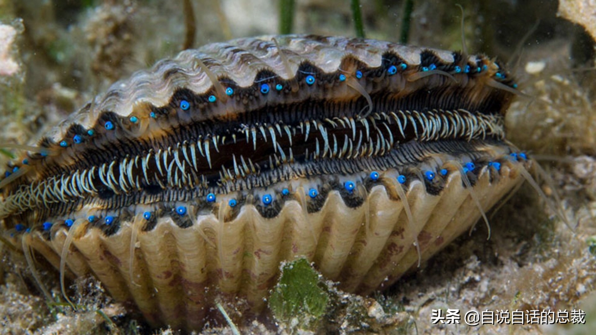 蚶蛤蛏蚬区别,蛤蜊蚶子蛏子区别