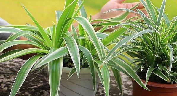 怎么把金边吊兰养得又矮又壮,金边吊兰爆盆了怎么养护