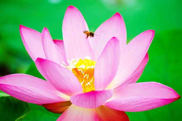 盛夏来一场赏荷盛宴