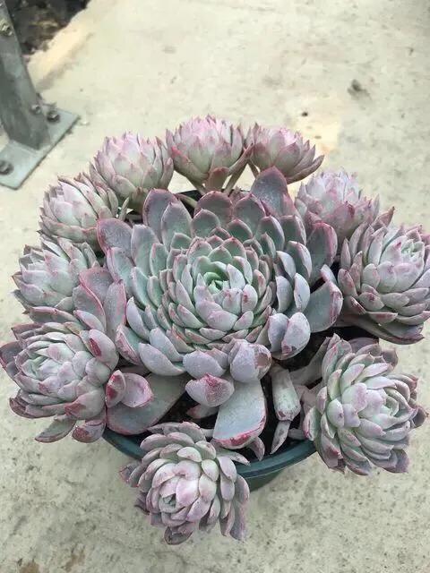 多肉植物直播紫罗兰女王,女王紫罗兰多肉