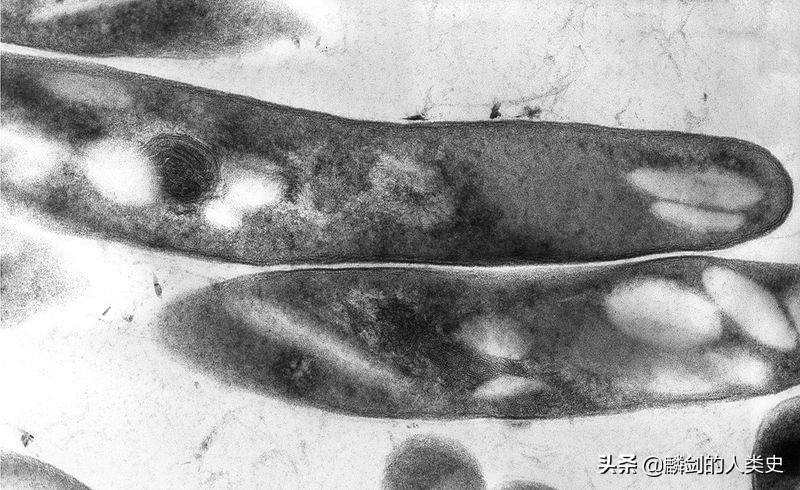 地球生物从海洋到陆地需要多久,地球生物体由大到小