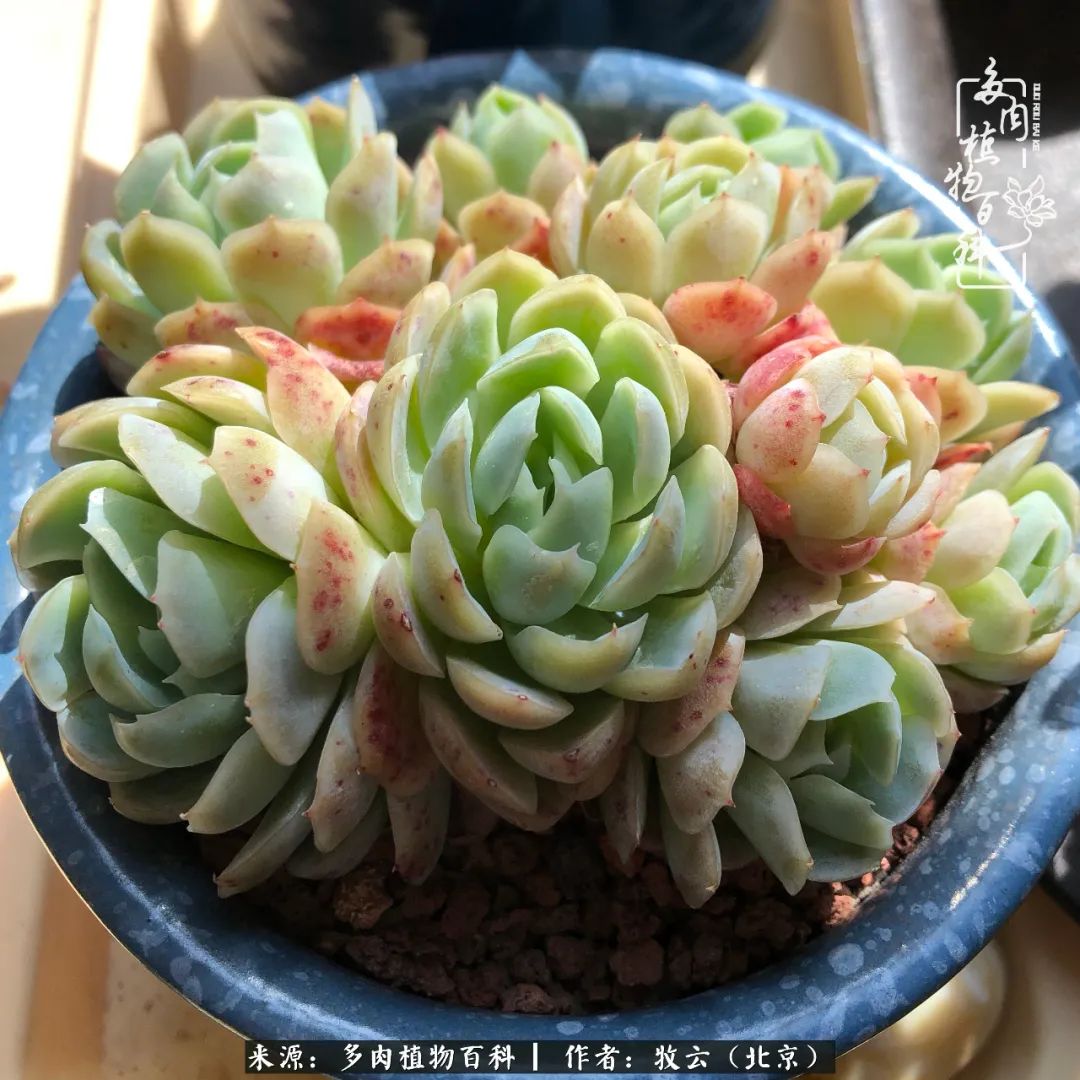 多肉植物生活,多肉生活充满诗意