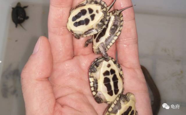 鉴赏花草模板,小青苗照片