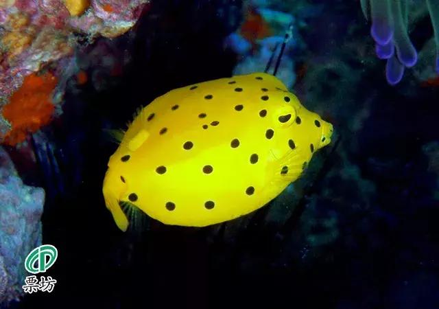 罗源湾海洋世界鲨鱼,汕头水母海洋世界图片