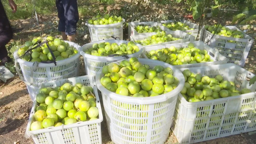 致富有道︱小小黄金百香果，托起乡村“致富梦”