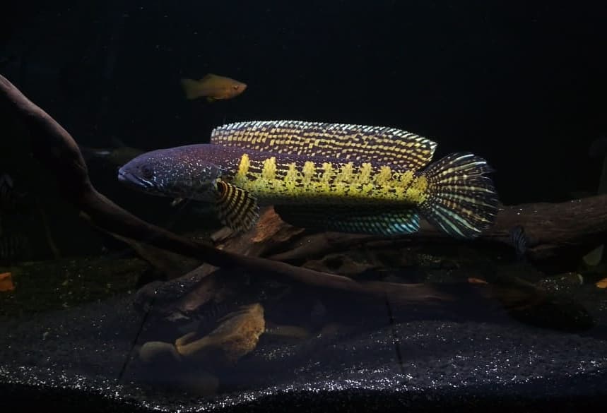 血斑雷龙鱼观赏鱼,雷龙鱼稀不稀有