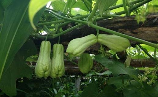 什么样的品种的佛手瓜最好吃,高产的佛手瓜