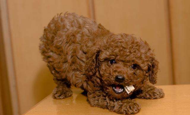 泰迪为啥都那么聪明,泰迪为啥那么多人喜欢