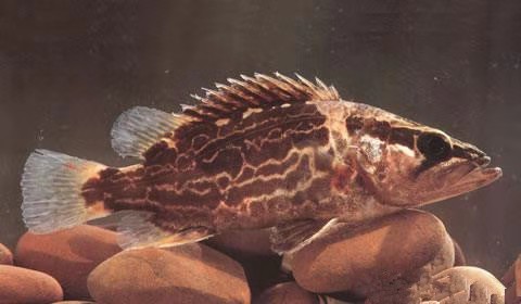 什么样的虎鱼很珍贵,中国虎鱼叫什么